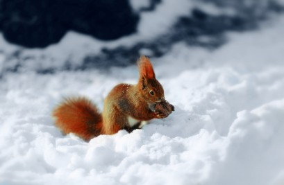 Wiewiórka siedząca w śniegu i trzymająca w łapkach orzech. 