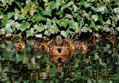 Kaczka i pisklęta pływają w wodzie przy brzegu porośniętym bluszczem.