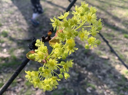 Kwitnąca na jasnozielono gałązka drzewa.