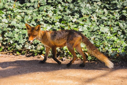 Lis stojący na piaszczystej drodze, której pobocze porasta zieleń. 