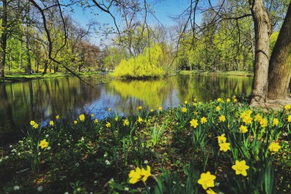 Staw otoczony zielonymi drzewami i żółtymi kwiatami. 