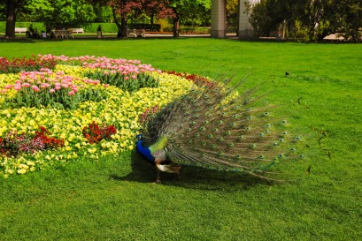 Paw z rozłożonym ogonem stoi na trawie przy klombie z kolorowymi kwiatami. 