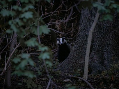 Noc w parku, zza pnia drzewa wygląda borsuk. 