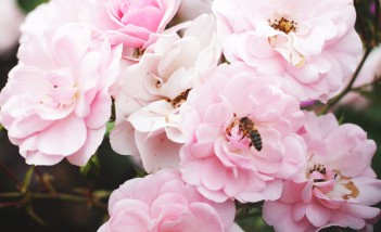 Owad lata nad różowymi kwiatami