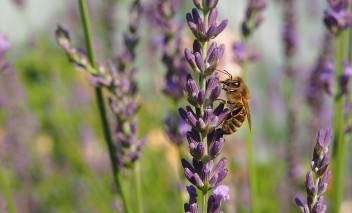 Pszczoła siedzi na fioletowym kwiecie.