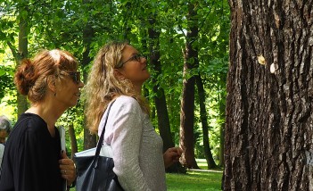 Dwie kobiety stoją w parku pod drzewem i patrzą na jego gruby pień. 