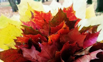 Jesienne czerwone i żółte liście. 