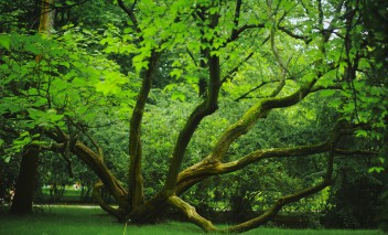 Ogrody Łazienek Królewskich wiosną. Widoczny jest żółty krzew, a za nim zielone drzewa. 