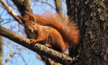 Ruda wiewiórka siedząca na gałęzi drzewa. 