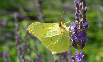 Żółty motyl siedzący na fioletowym kwiatku. 