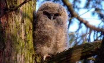 Sowa siedząca na gałęzi.