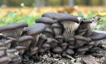 Ciemne grzyby rosnące w kupce.