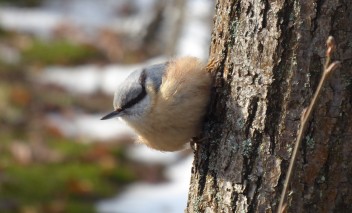 Mały ptak siedzący na drzewie.