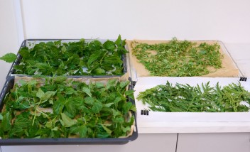 Suszone zioła leżące w czterech białych pojemnikach.