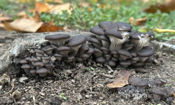 Ciemne grzyby rosnące w kupce.