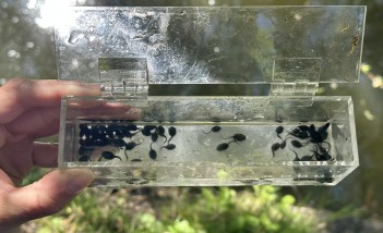 Kijanki ropuchy szarej w szklanym pojemniku trzymanym ludzką ręką nad wodą.