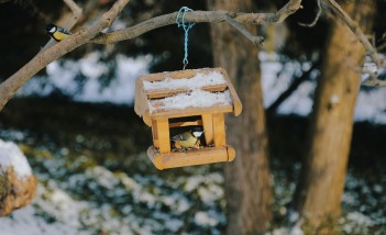 Drewniany karmnik wiszący na gałęzi drzewa. W karmniku siedzi mały ptaszek.