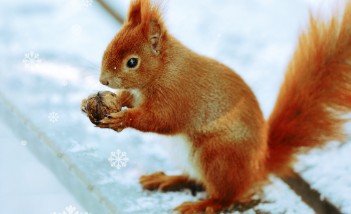 Wiewiórka trzymająca w łapkach orzeszka.