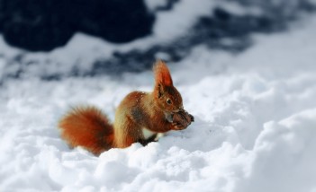 Wiewiórka siedząca w śniegu i trzymająca w łapkach orzech. 