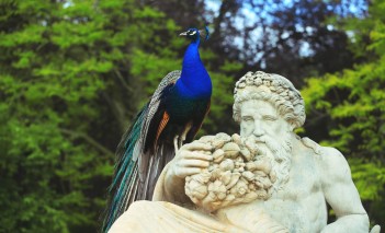 Paw siedzący na rzeźbie przedstawiającej starego mężczyznę. 