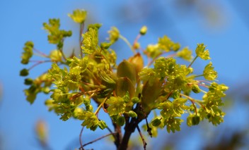Żółty kwiat o drobnych kwiatkach na tle niebieskiego nieba. 