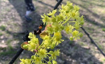 Kwitnąca na jasnozielono gałązka drzewa.