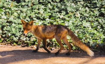 Lis stojący na piaszczystej drodze, której pobocze porasta zieleń.