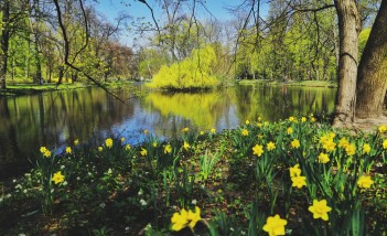 Staw otoczony zielonymi drzewami i żółtymi kwiatami. 