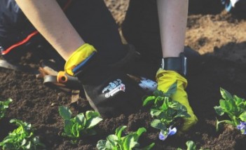 Widoczne są ręce w rękawiczkach, które sadzą sadzonki kwiatów w ziemi. 