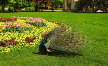 Paw z rozłożonym ogonem stoi na trawie przy klombie z kolorowymi kwiatami.