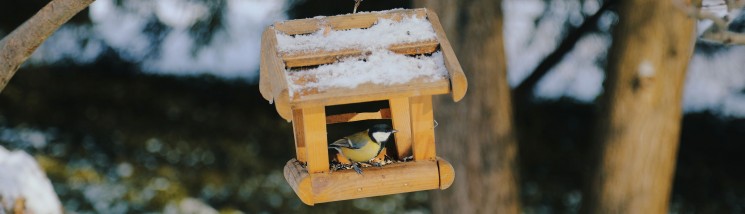 Drewniany karmnik wiszący na gałęzi drzewa. W karmniku siedzi mały ptaszek.