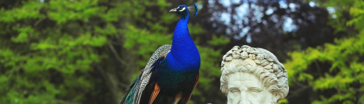 Paw siedzący na rzeźbie przedstawiającej starego mężczyznę.