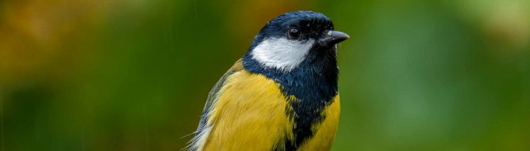 Kolorowy ptak siedzący na gałęzi drzewa, porośniętej mchem. 