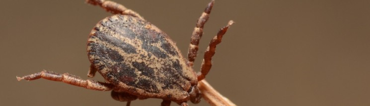 Pajęczak siedzący na gałązce.